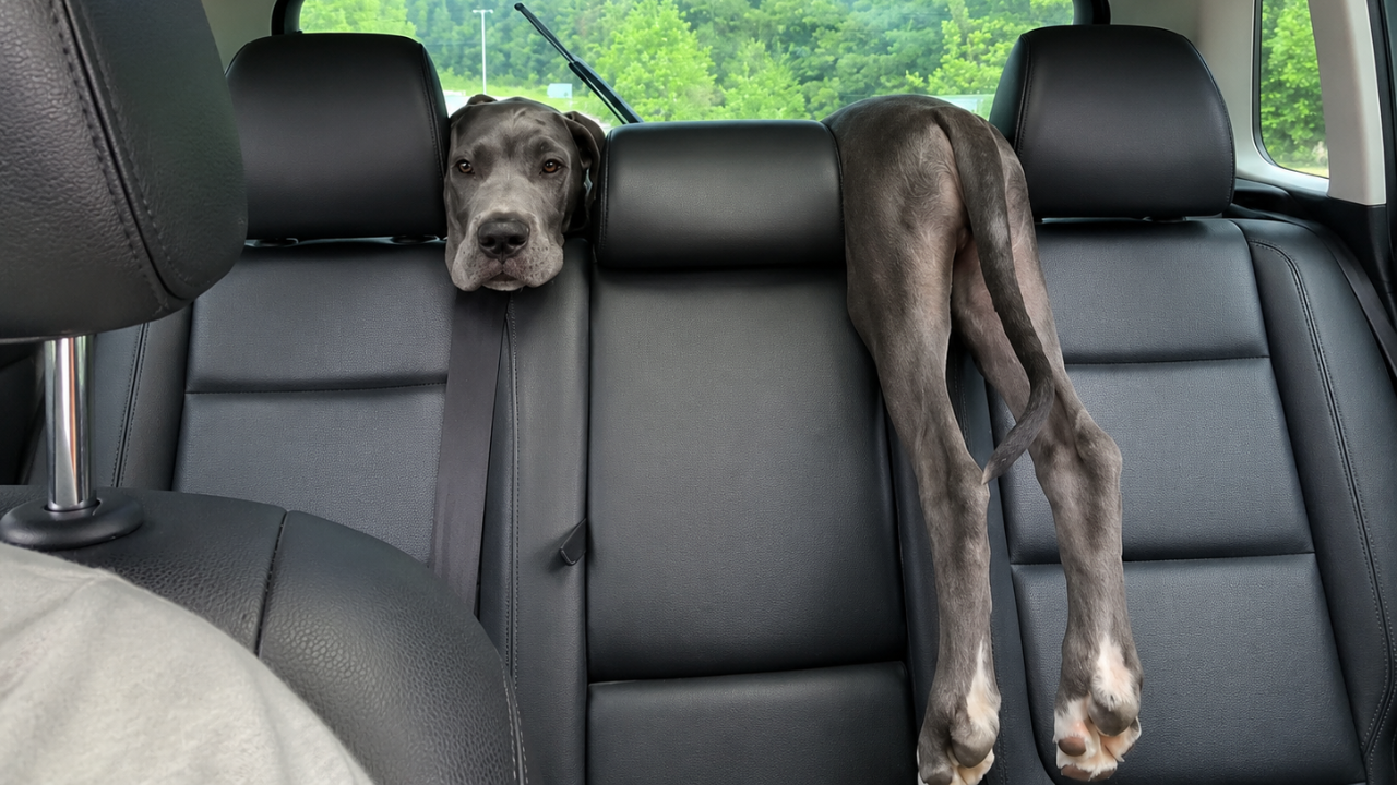 8. The Secret Dog Contortionist