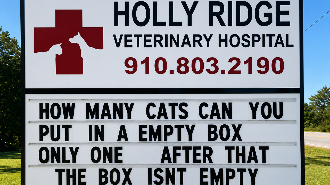 2. The cat who changed the box rules