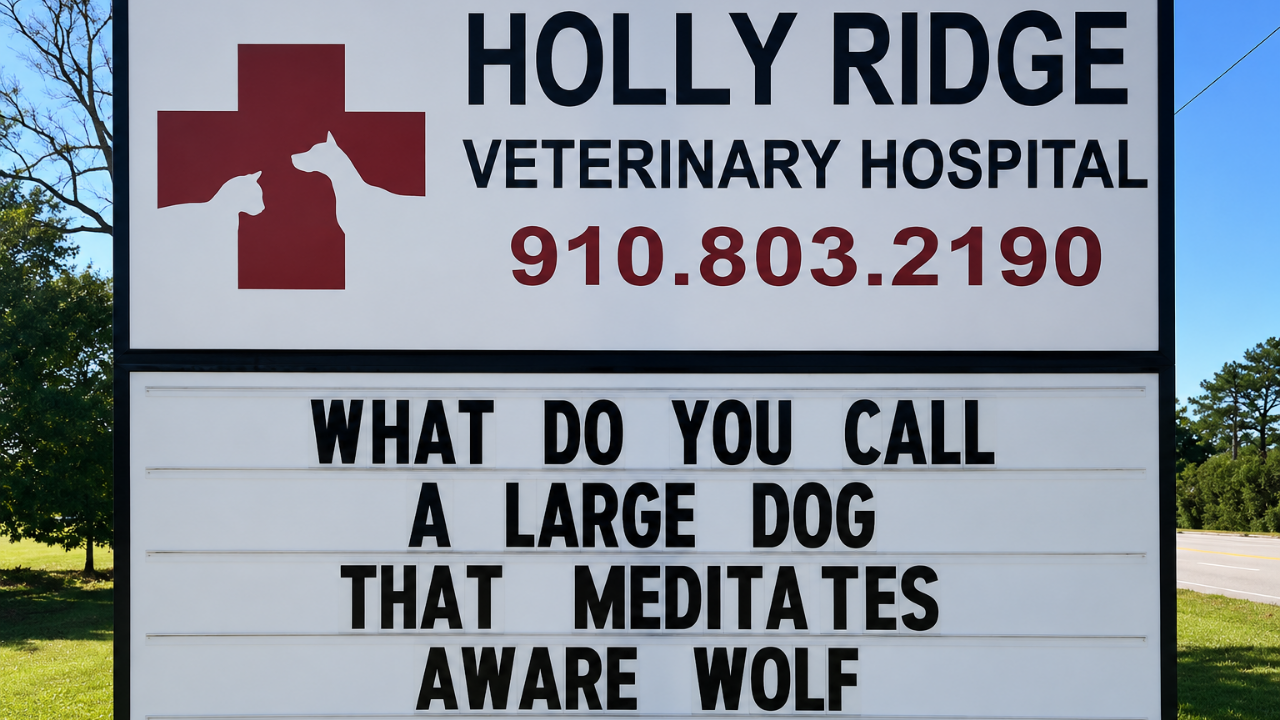 1. The dog who found inner peace