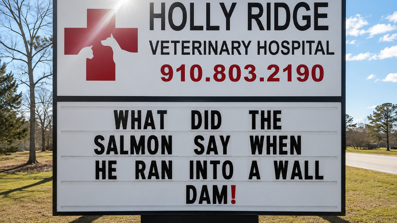 4. The salmon that met a wall