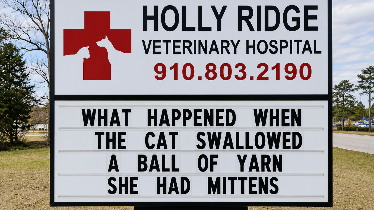 7. The cat with a yarn problem
