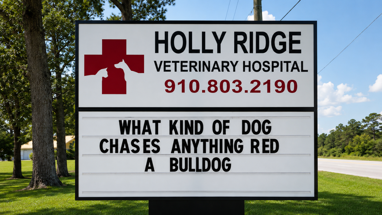11. The bulldog with a colorful reaction