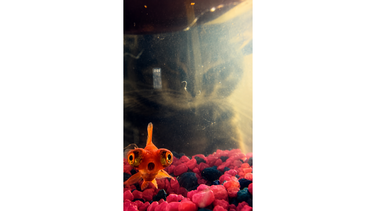 2. Fish and cat create a funny tank-side moment