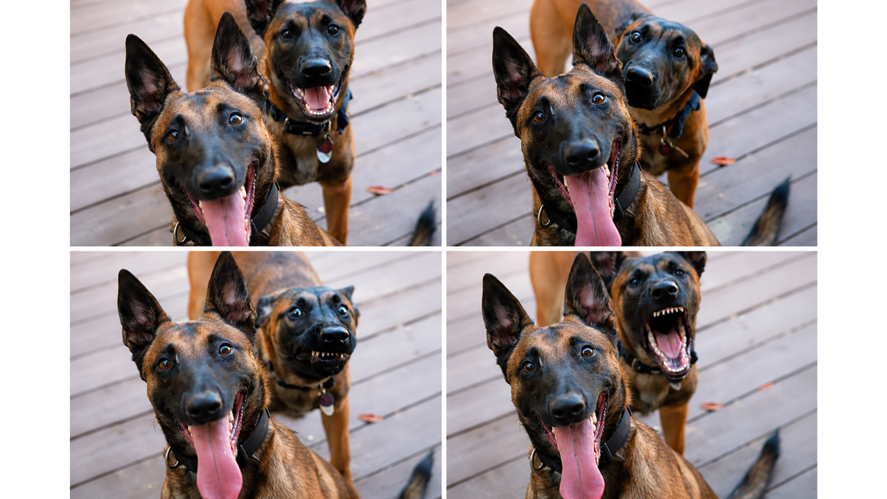 7. Goofy dog breaks the serious pose