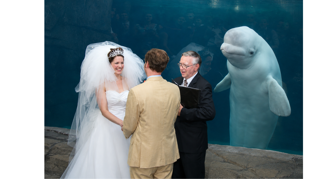 1. Beluga whale joins the wedding moment