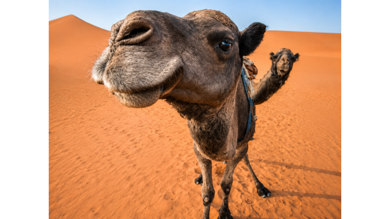 8. Camel pops into the desert shot