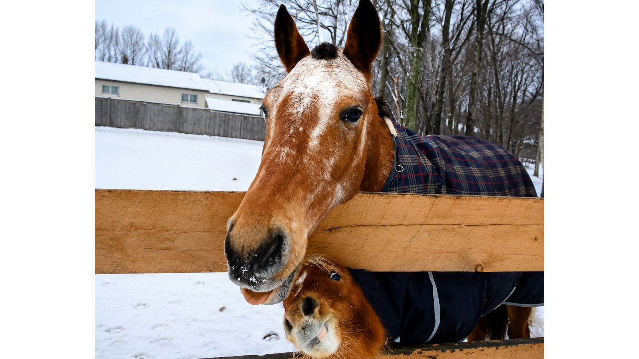 5. Foal steals the horse portrait