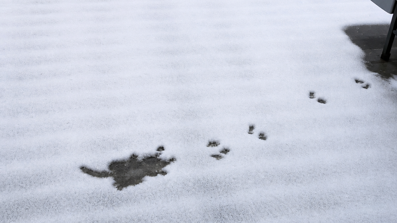2. A Squirrel’s Dramatic Landing Caught in Snow