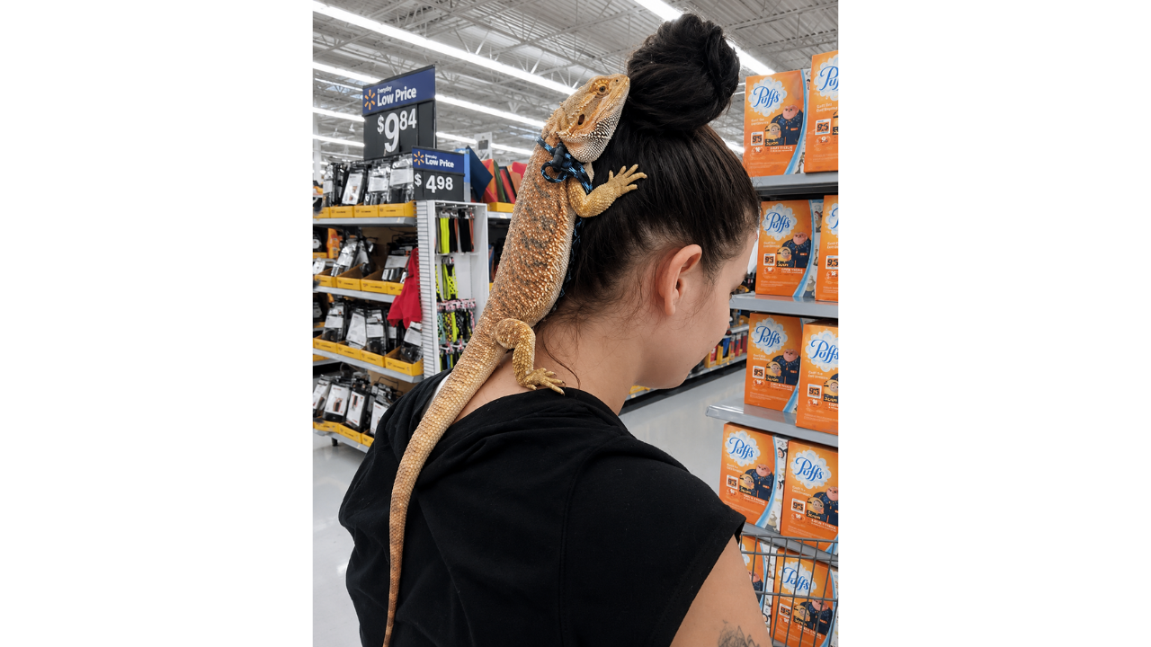 10. The Emotional Support Lizard