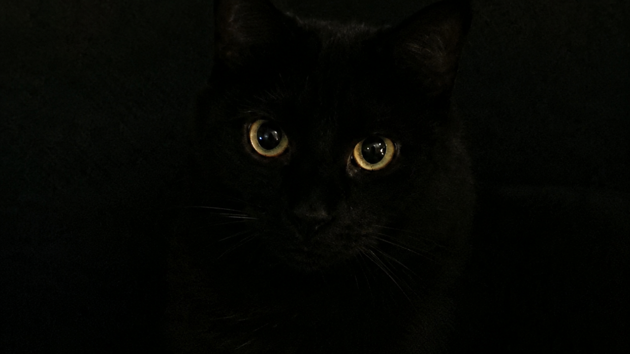 14. An Owner's Nightly Window Visits