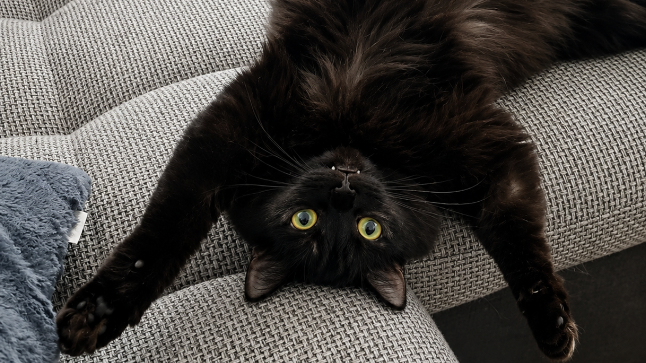 10. Cat Turns Into an Upside-Down Yogi