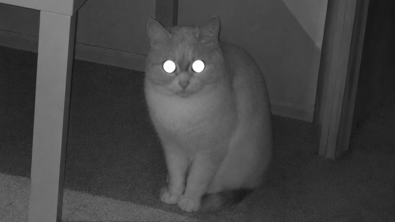 16. A Seriously Furry Glowing-Eye Agent