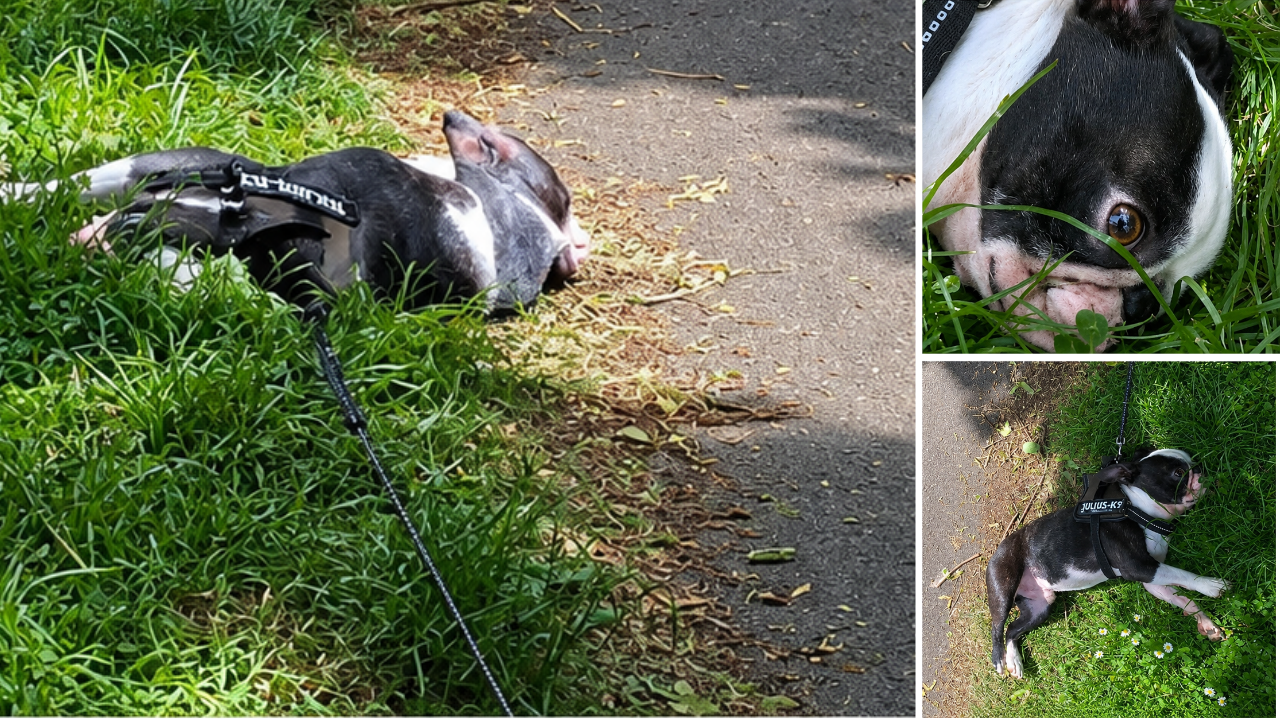 18. Where Playing Dead Steals the Spotlight