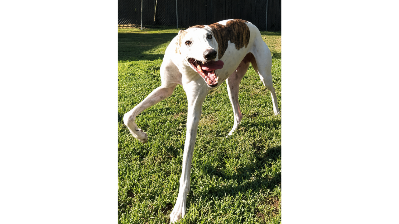7. Stanley, a Dog With Character