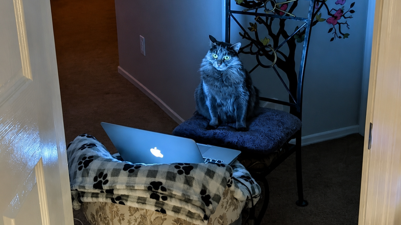 9. Shocked Cat Discovers the Internet