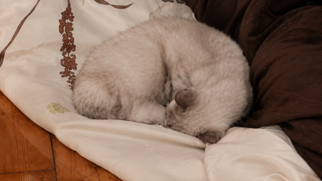 2. An Illusionary Cat Nap Chronicle