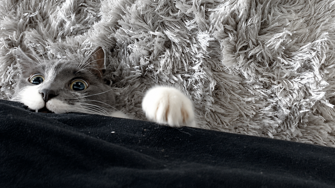 8. Under-Couch Ninja Named Blue