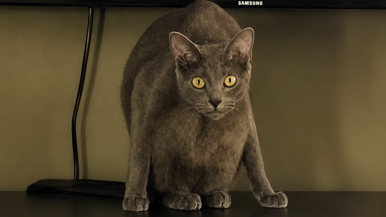 13. The Cat With the Most Uncomfortable Pose Ever