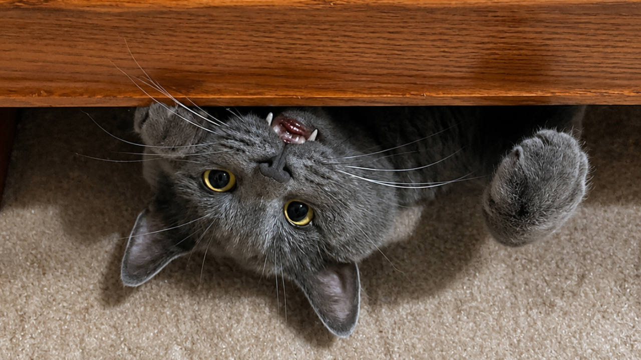 18. The Monster Living Under the Bed