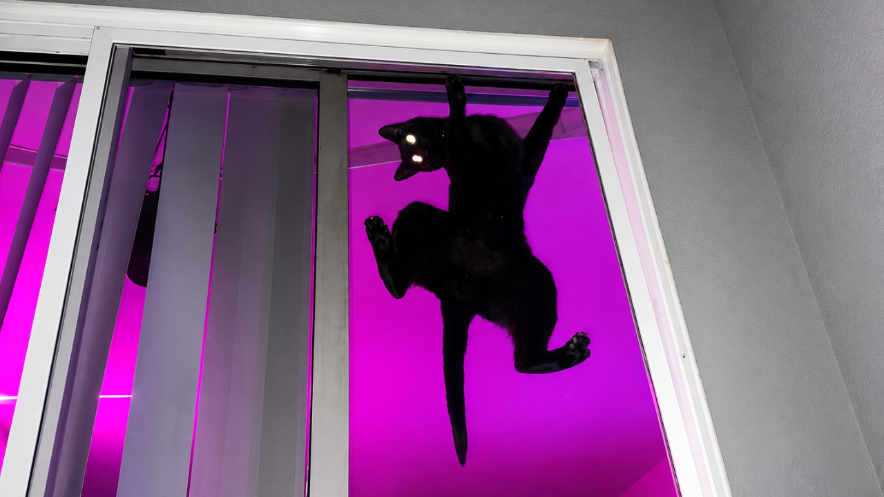 17. The Gravity-Defying Door Frame Cat