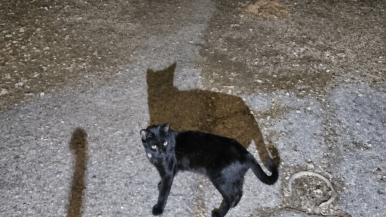 14. The Night of the Glowing Cat Eyes