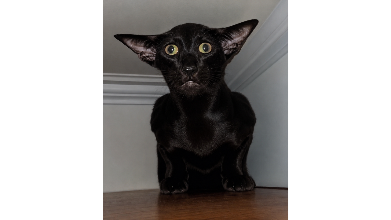 6. The Cat That Wasn’t Ready for Flash Photography