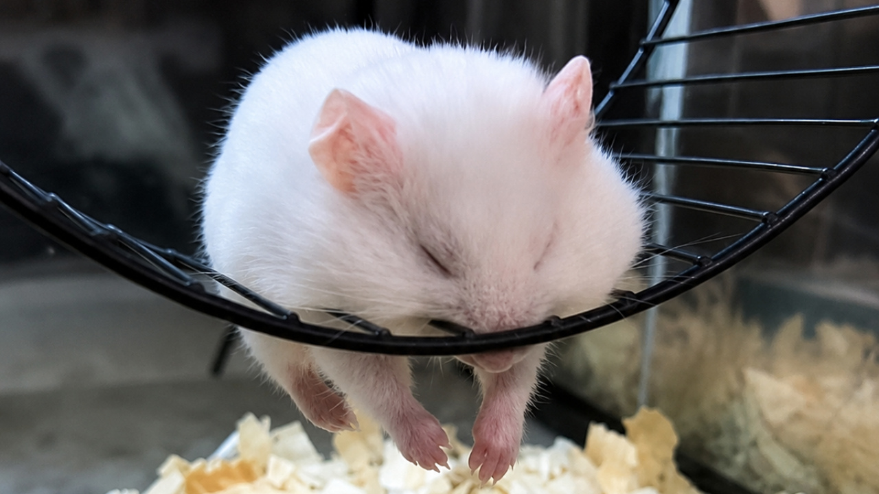 3. The Hamster That Nearly Caused a Panic