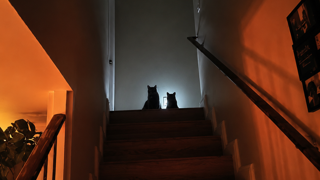 16. Midnight Cats Watching in Silence