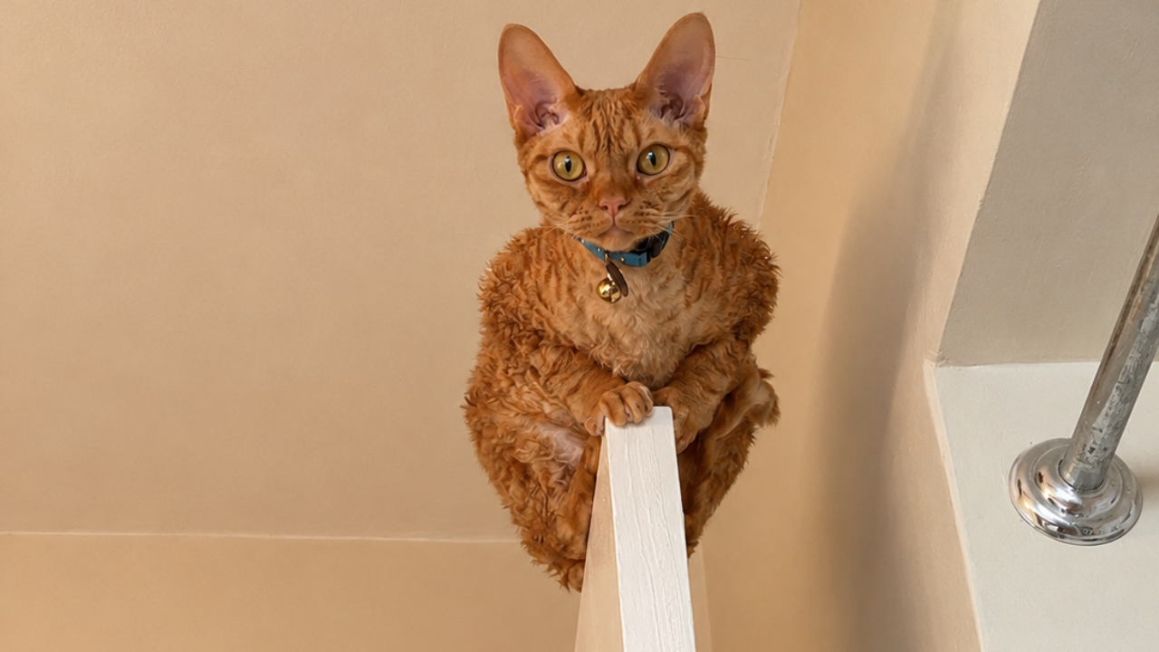 8. Gar the Bathroom Watcher