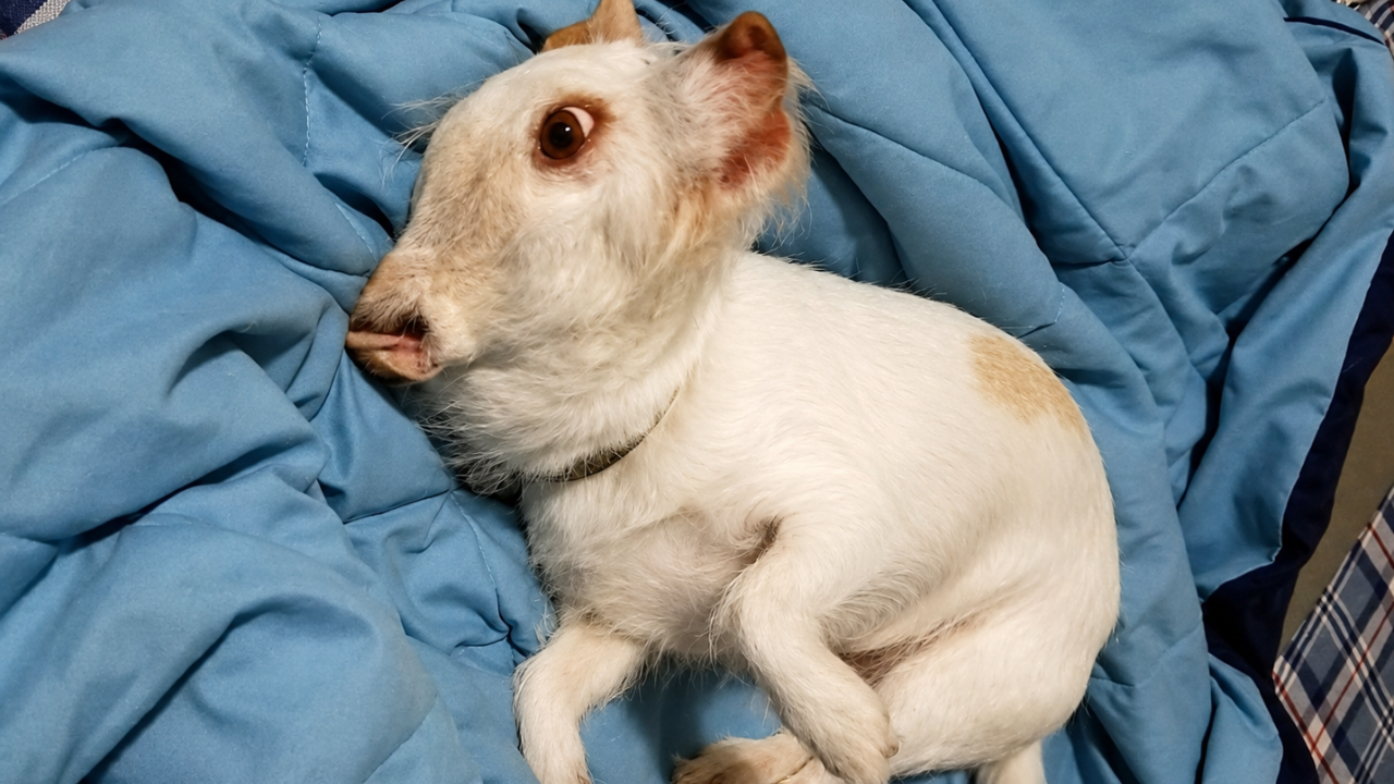 11. The Dog That Looked Exactly Like a Sheep