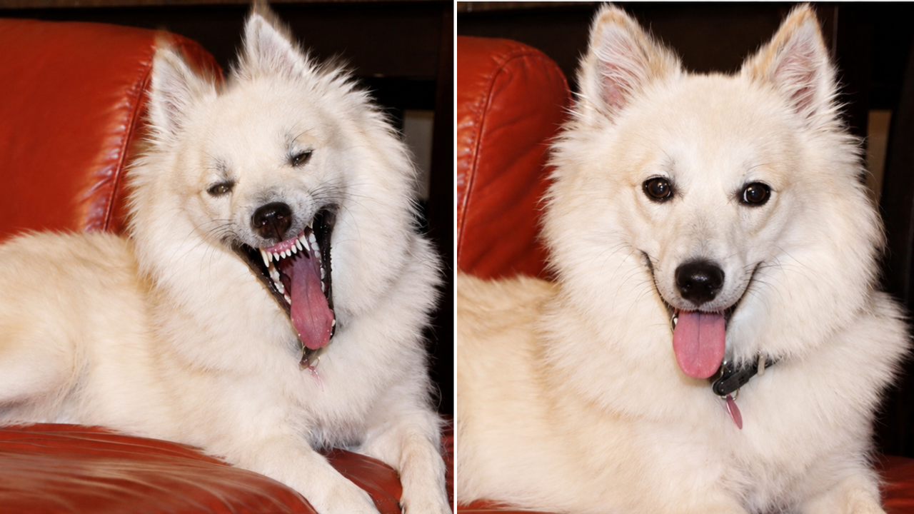 15. The Puppy Yawn That Became a Monster