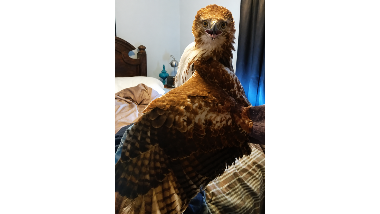 9. The Unexpected House Guest