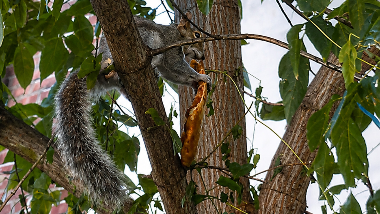 18. A Squirrel Enjoying Pizza in a Tree