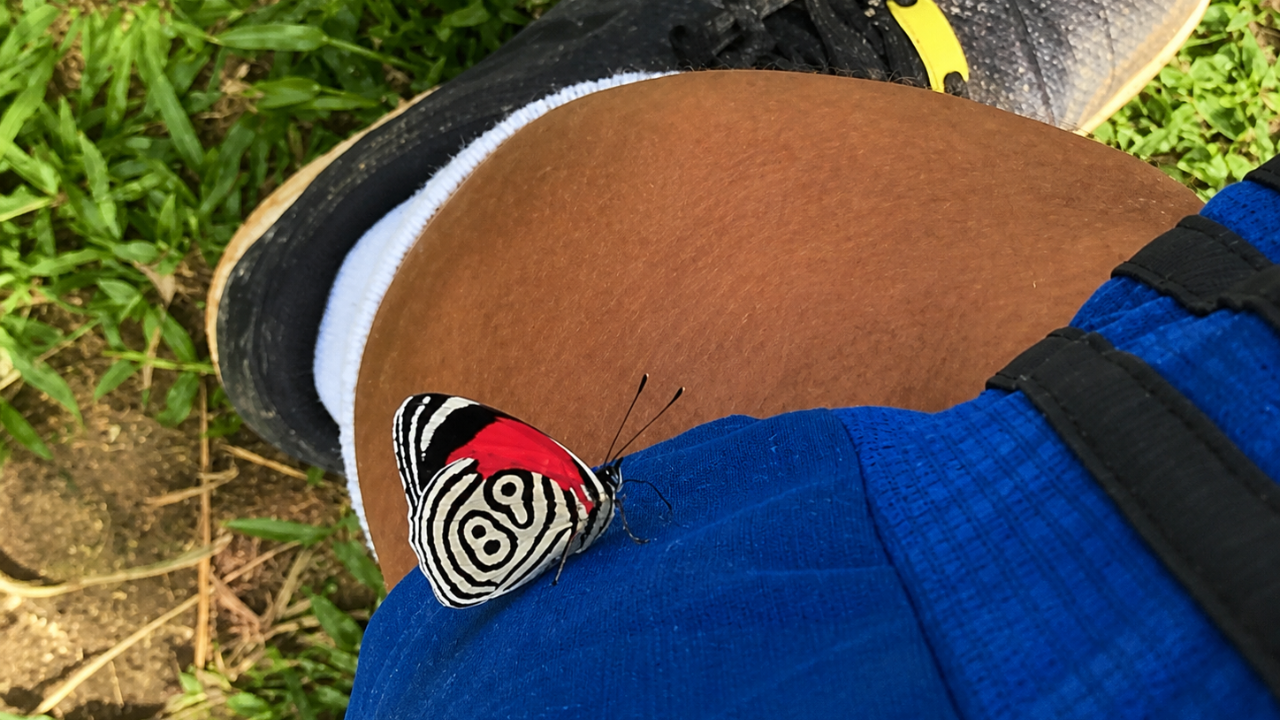 17. A Butterfly That Brought Good Luck