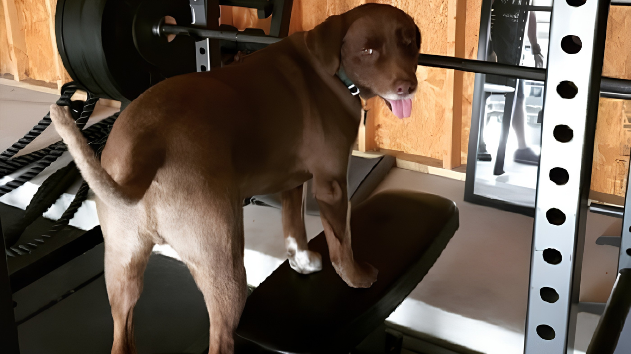 3. The Dog That Took Over the Workout