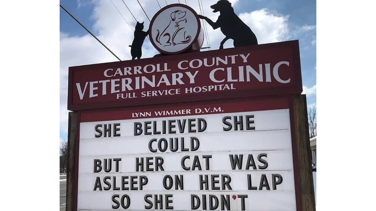 10. Cats vs. confidence