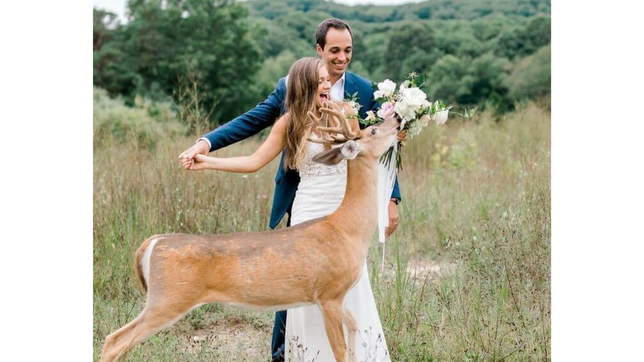 8. A deer that wanted the bouquet