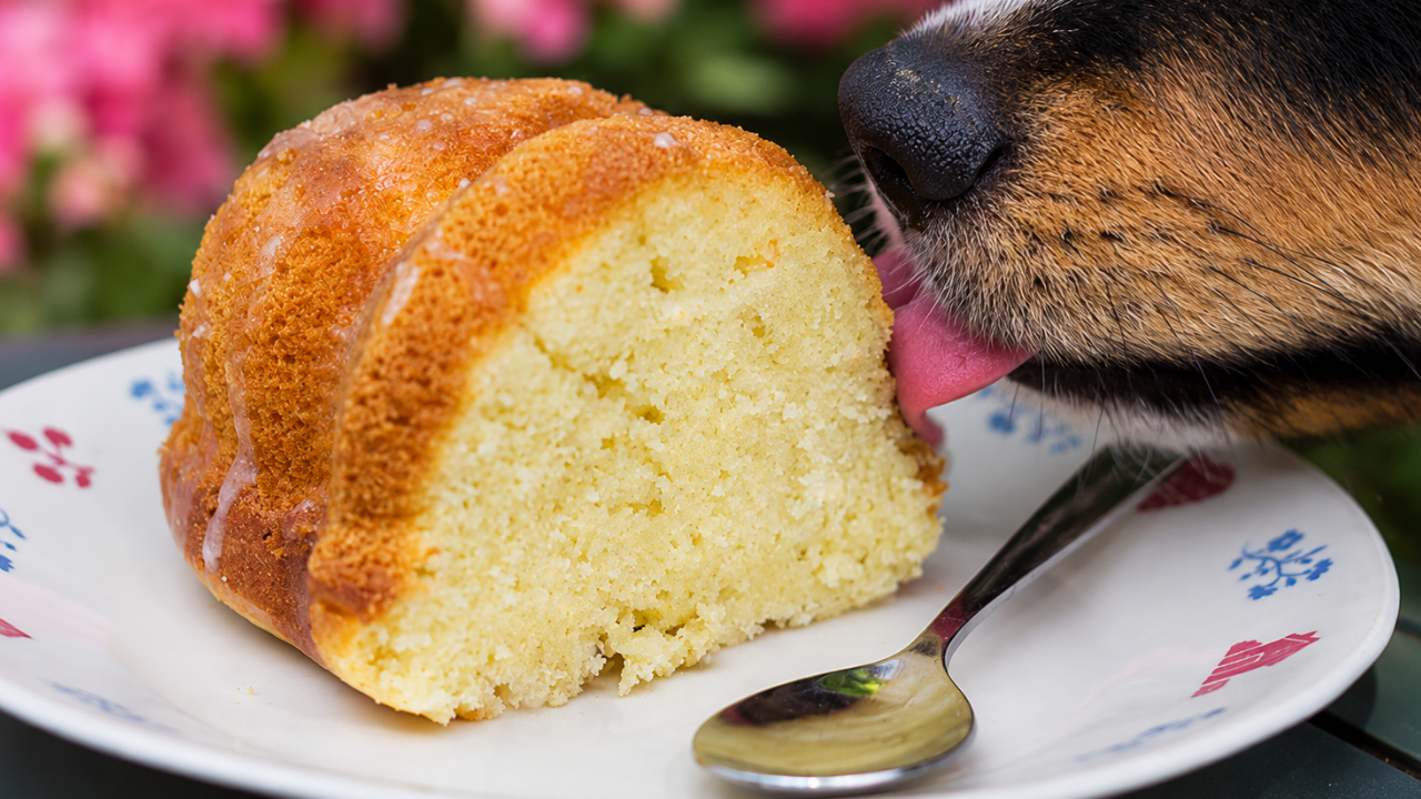 2. A single lick leads to total cake chaos