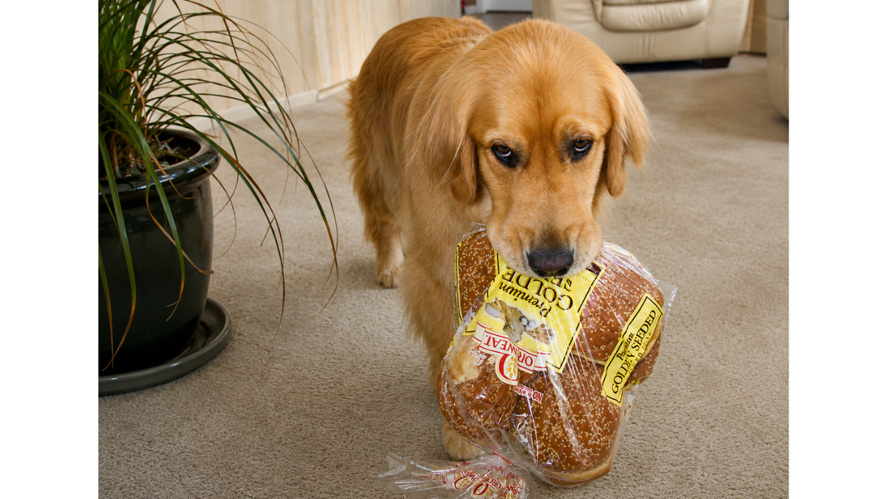 8. Golden retriever in the pantry: mission accomplished