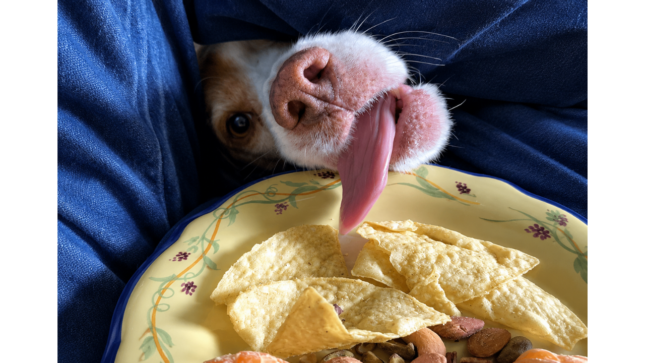 7. The ultimate taste-tester on duty