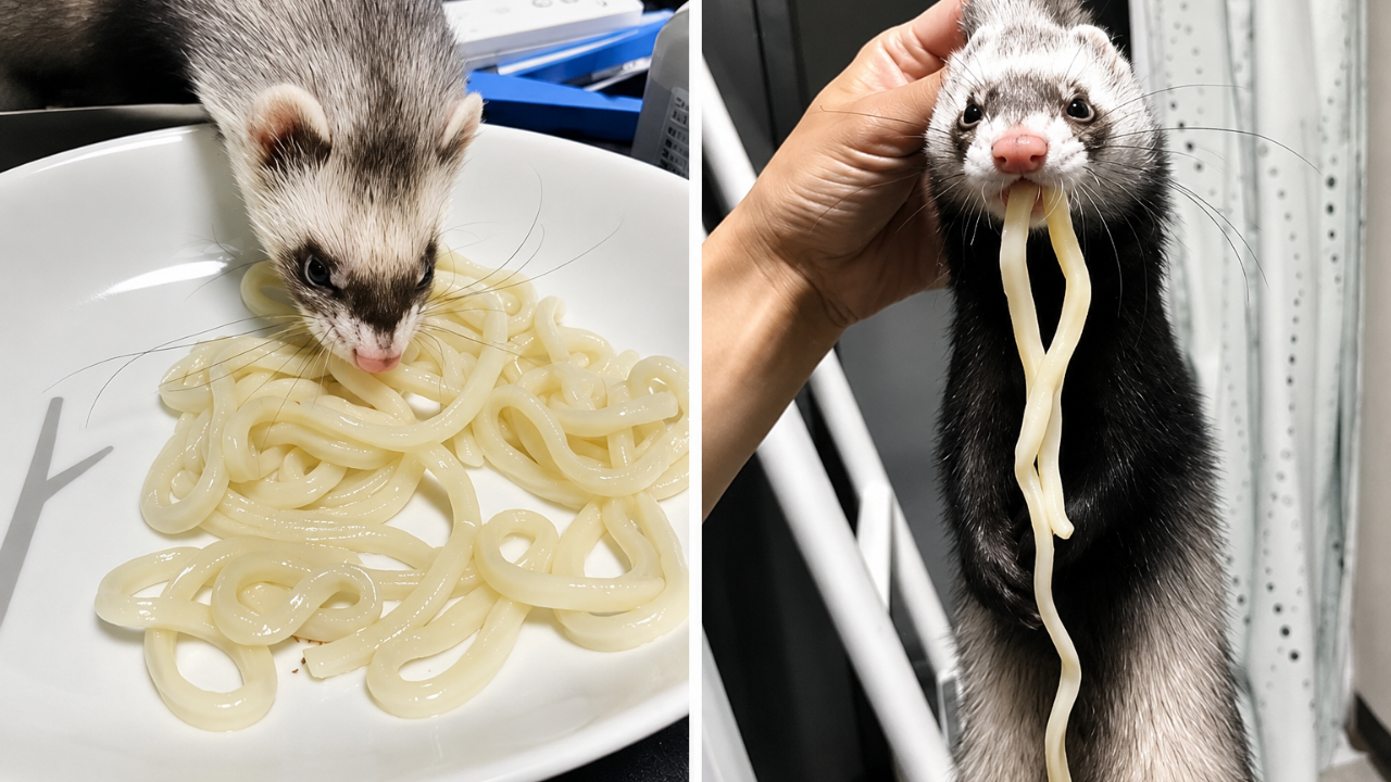 12. Ferret enjoying a noodle like a true foodie
